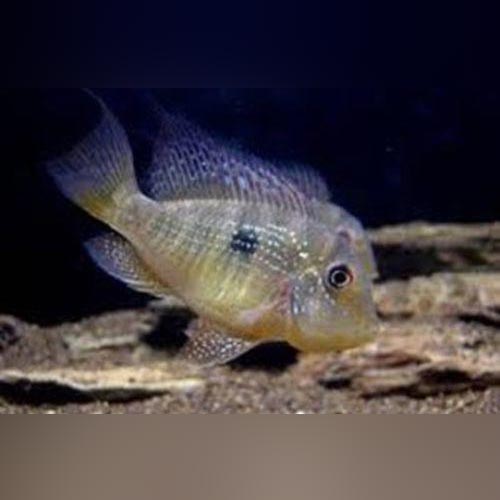 Fat Head Balzini Cichlid