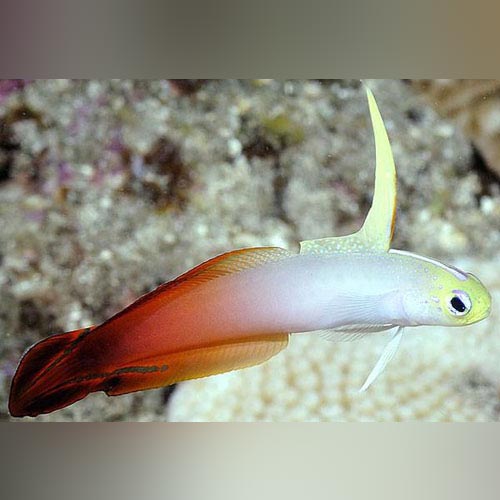 Red Firefish Goby for sale – AquariumFish.com