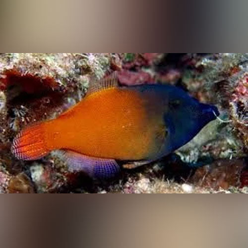 Flame Filefish