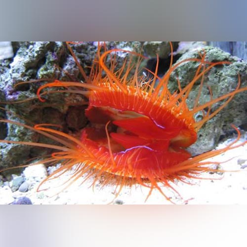 Flame Scallop