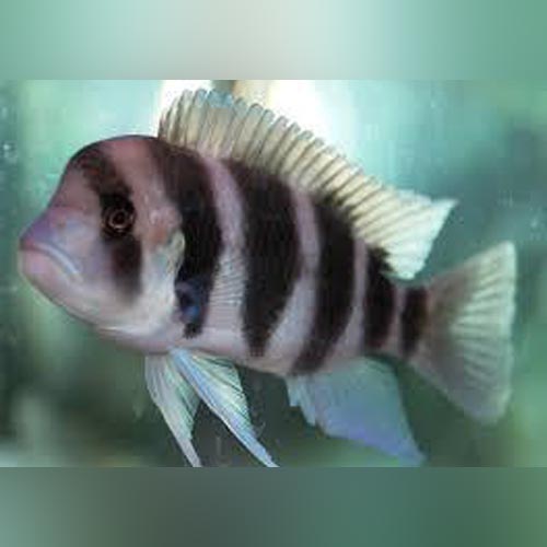 Frontosa Cichlid for sale – AquariumFish.com
