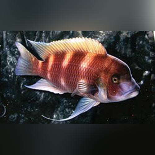Red Frontosa for sale – AquariumFish.com