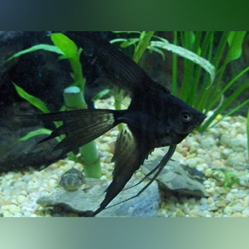 Vehl Fish Angelfish – AquariumFish.com