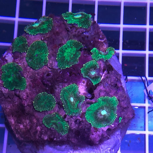 Green Mushroom Coral