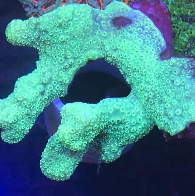 Green Pavona for sale  AquariumFish.com