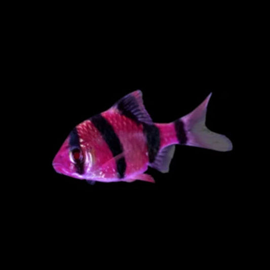 Galactic Purple Glofish Barb