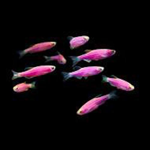 Galactic Purple Glofish Danio