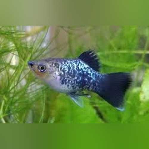 Galaxy Platy