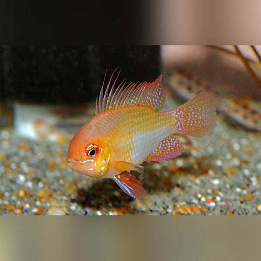 German Fish Tank Rams – AquariumFish.com