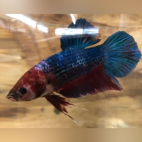 Giant Betta Plakat