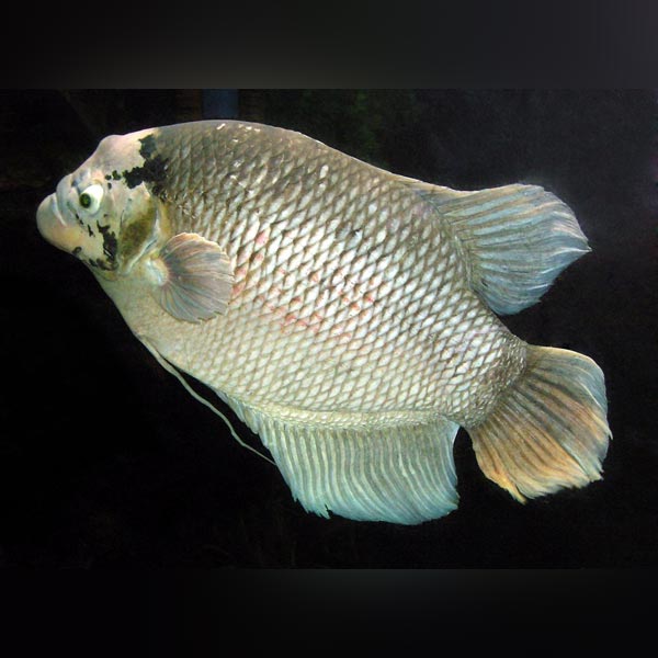 Giant Gourami