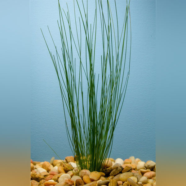 Potted Fish Giant Hairgrass Potted for sale – AquariumFish.com