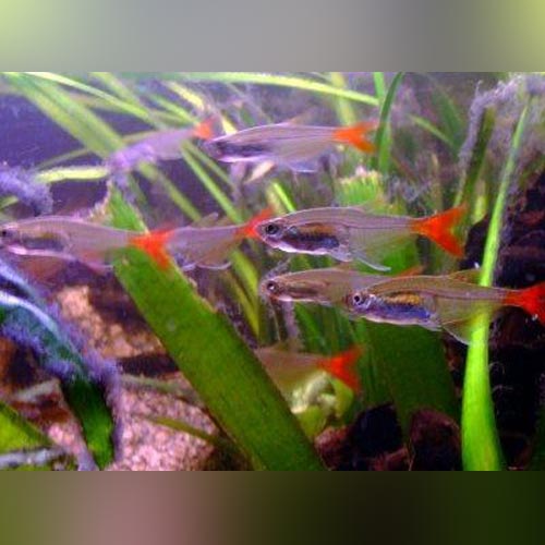 Glass Bloodfin Tetra