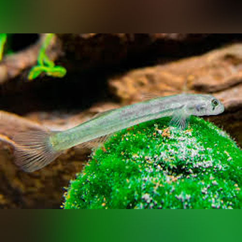 Glass Goby