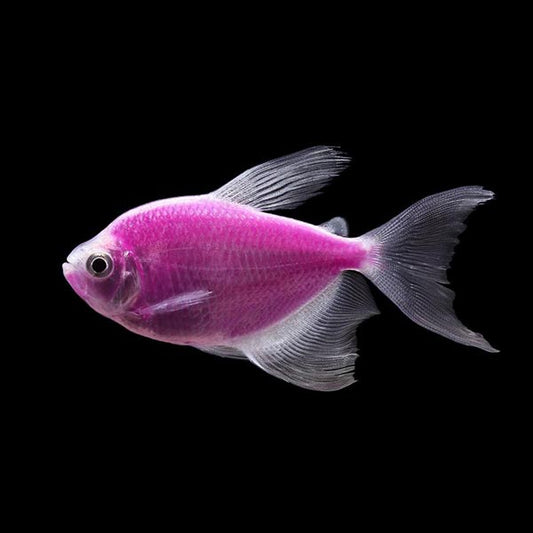 Glofish Tetra Long Fin Purple