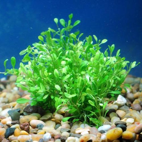 Glossostigma for sale – AquariumFish.com