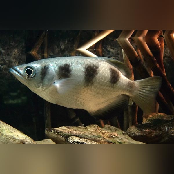 Archer Fish for sale – AquariumFish.com