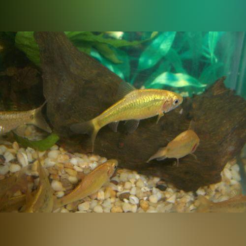 Gold Barb