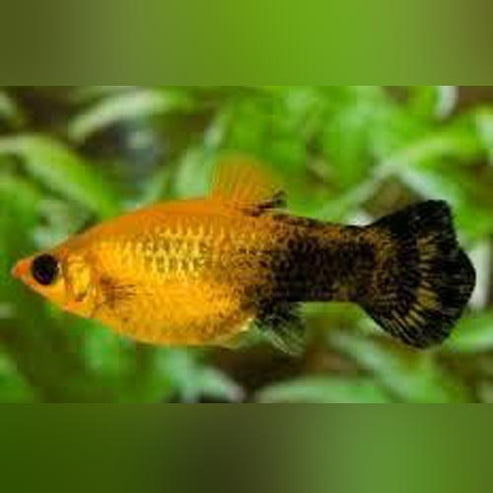 Golden Panda Molly for sale – AquariumFish.com