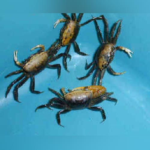 Freshwater Fiddler Crab