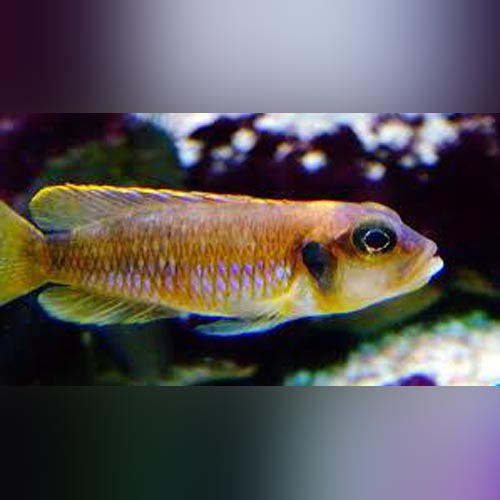 Ocellatus Cichlid