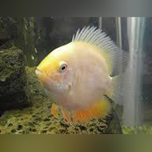 The Gold Severum, also known as Heros severus, is a beautiful and The Gold Severum, also known as Heros severus, is a beautiful and