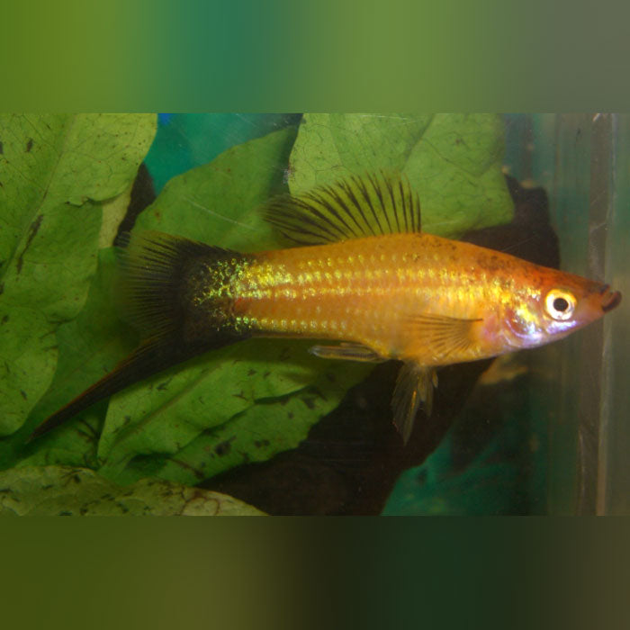 Gold Wag Swordtail