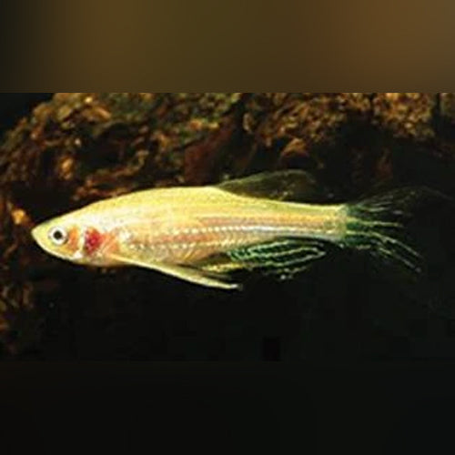 Gold Zebra Danio