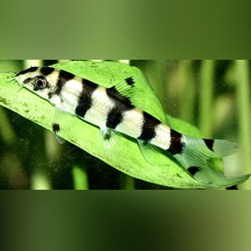 Gold Zebra Loach