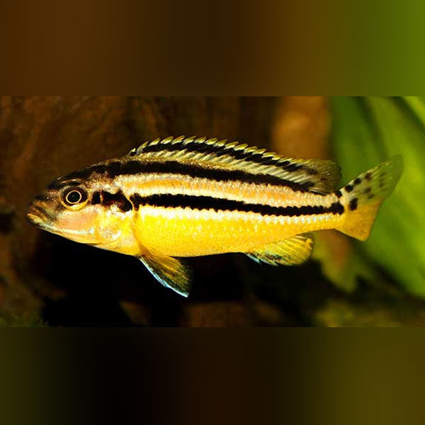 Golden Mbuna Cichlid