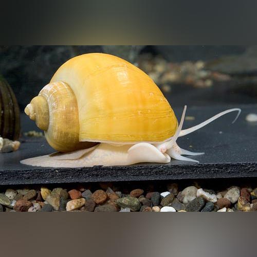 Golden Mystery Snail for sale – AquariumFish.com