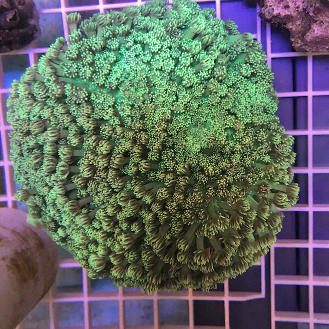 Goniopora Green Flowerpot Coral for sale