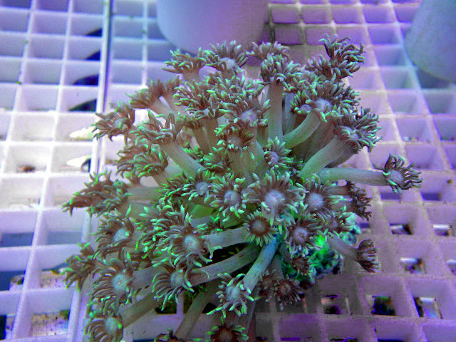 coral plant pot Goniopora Green Flowerpot Coral for sale – AquariumFish.com