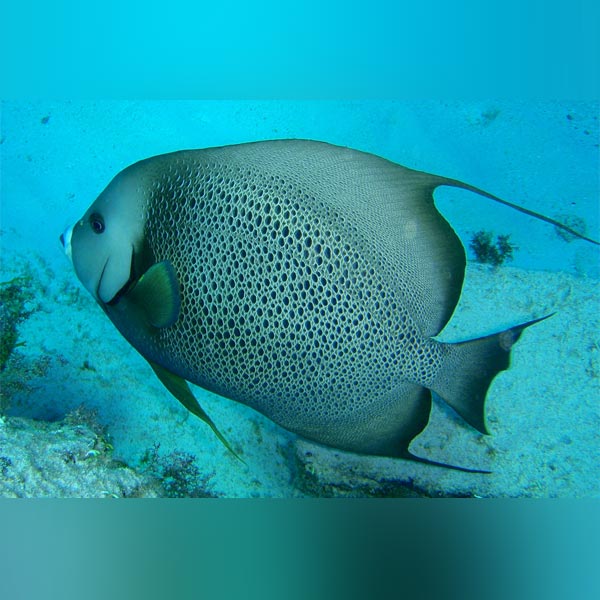 Gray Angelfish