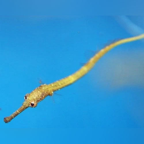 Green Alligator Pipefish