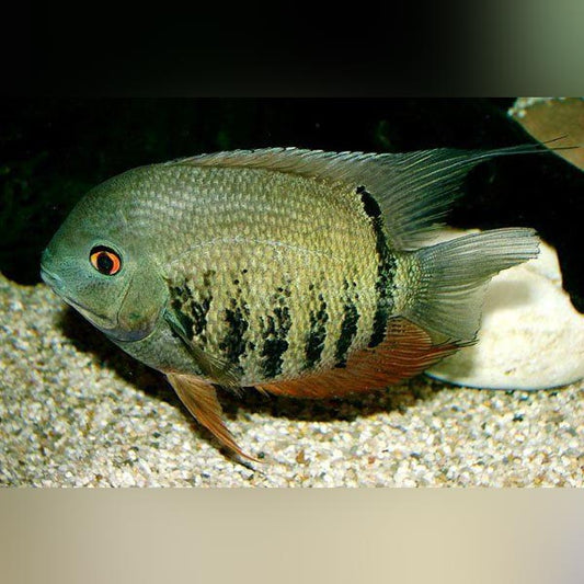 Green Spotted Severum