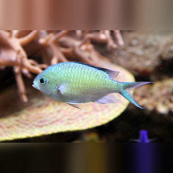 Green Chromis Damselfish