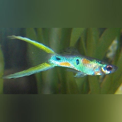 Green Lyretail Guppy (Pair)