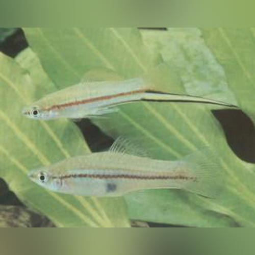 Green Swordtail