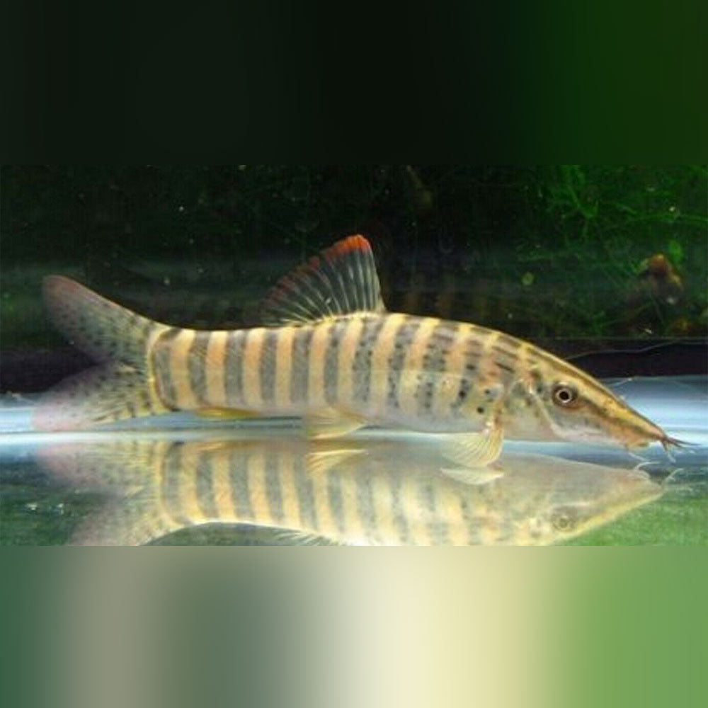 Green Tiger Loach