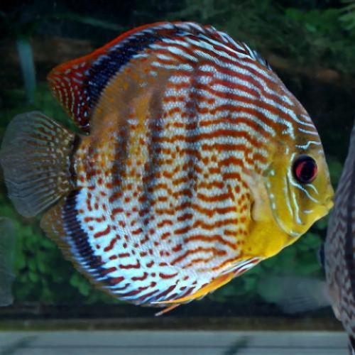 Green Tefe Discus for sale – AquariumFish.com