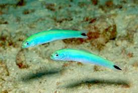 Gudgeon Green Goby
