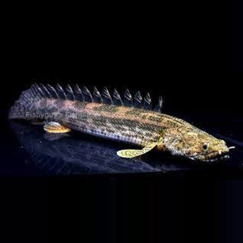 Guinea Bichir