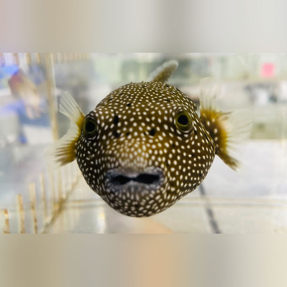 Guineafowl Puffer