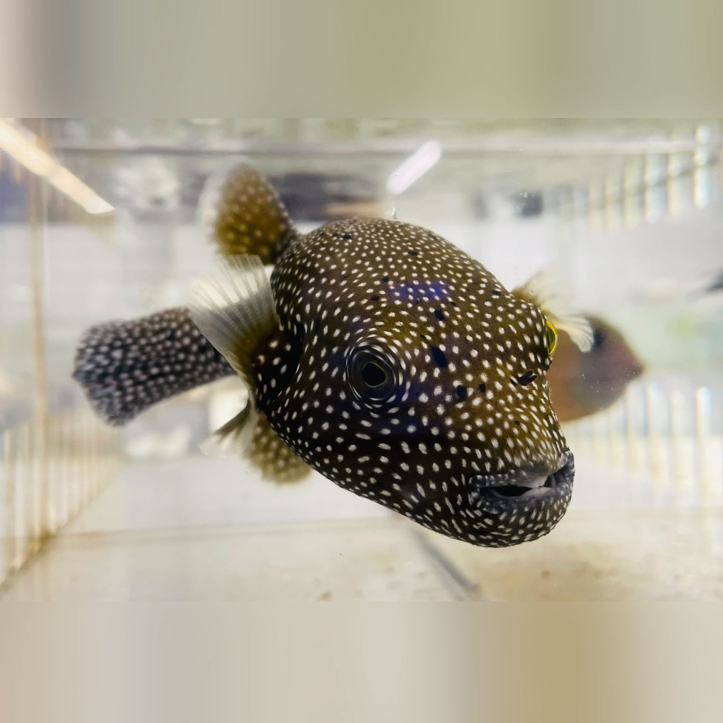 Guineafowl Puffer