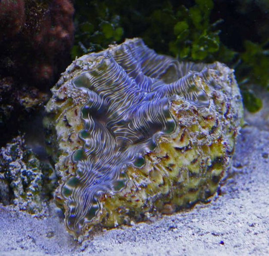 Hippopus Clam