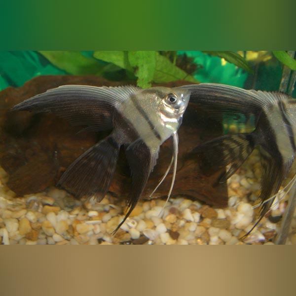 Vehl Fish Angelfish for Sale | AquariumFish.com