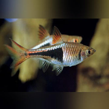 Rasboras – AquariumFish.com