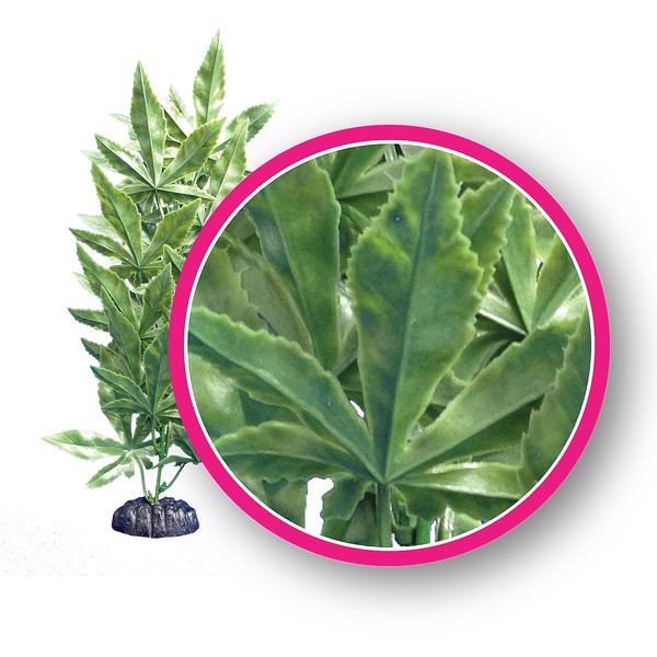 Aquarium Hash Plant for sale – AquariumFish.com