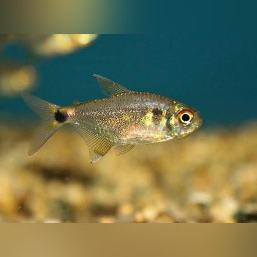 Head and Tail Lite Tetra